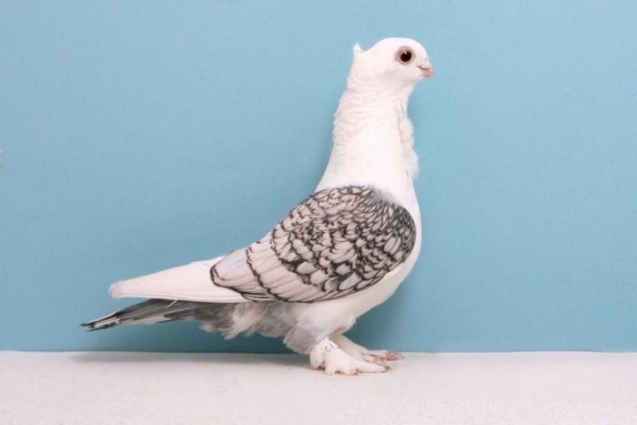 Красивые голуби (18 фото)