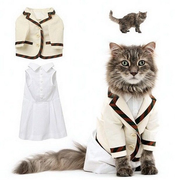 Одежда на котов