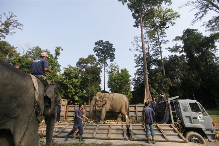 Малазийские обученные слоны (6 фото)