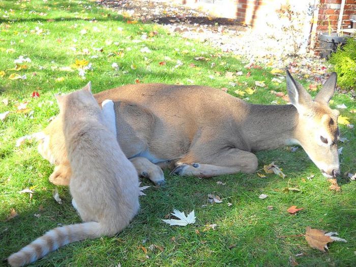 Голодный кот хочет съесть оленя (5 фото)