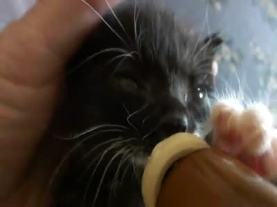 Котенок пьет молоко из бутылочки (4.3 мб)