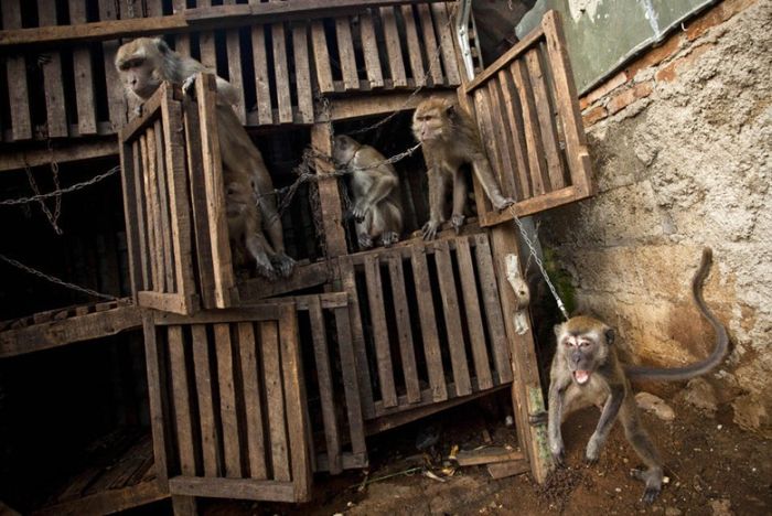 Уличные обезьянки Индонезии (16 фото)