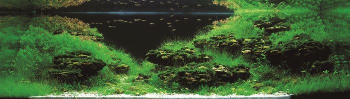 Шикарные аквариумы (21 фото)