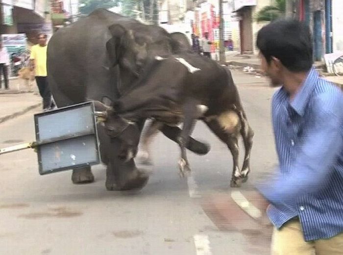 Обезумевшие слоны в Индии (6 фото + видео)