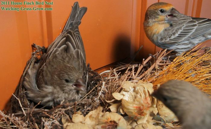Птицы свили гнездо в рождественском венке (24 фото)