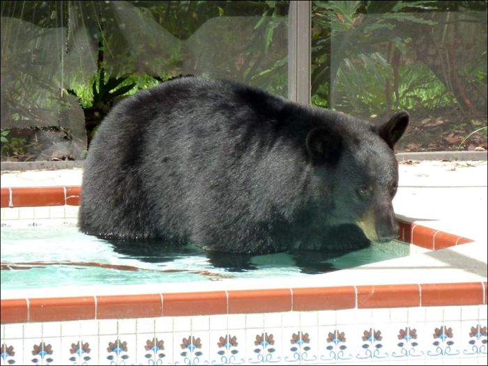 Медведь зашел в гости (4 фото)