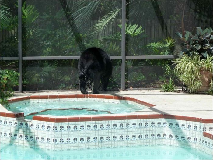 Медведь зашел в гости (4 фото)
