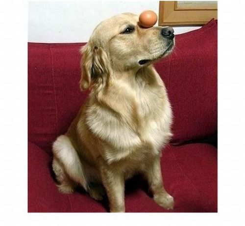 Собака с чувством баланса (4 фото)
