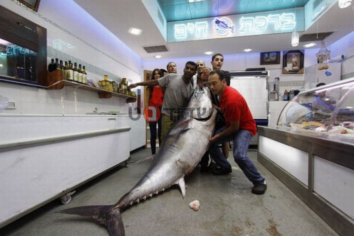 Огромный тунец (7 фото)