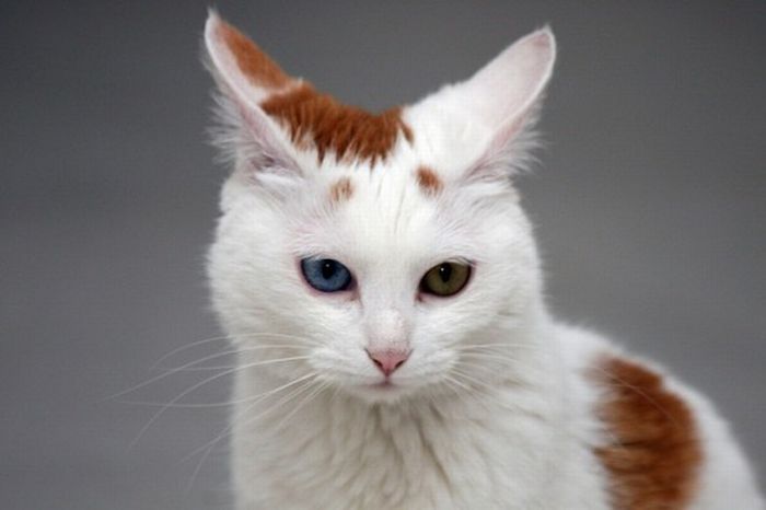 Кошки с разным цветом глаз (22 фото)