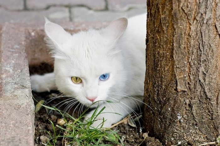 Кошки с разным цветом глаз (22 фото)
