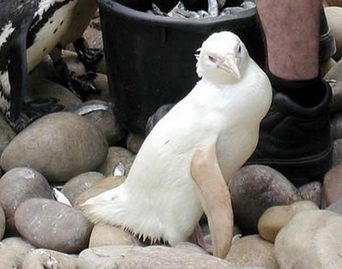 Животные-альбиносы (20 фото)