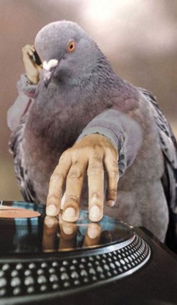 Птицы с человеческими руками (72 фото)