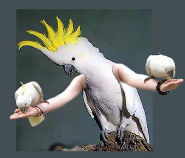 Птицы с человеческими руками (72 фото)