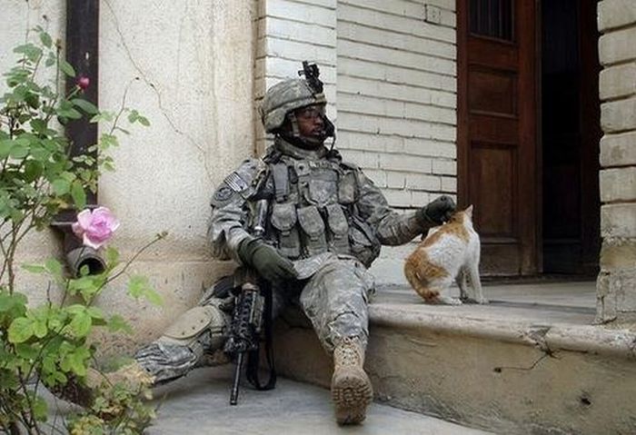 Собаки и кошки на руках военных (48 фото)