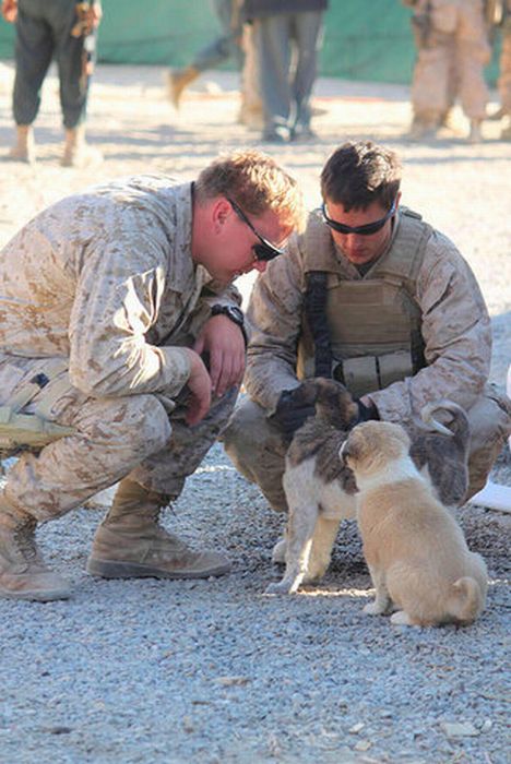 Собаки и кошки на руках военных (48 фото)