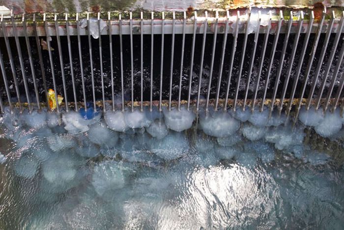 Медузы забили водоснабжение электростанции (12 фото)