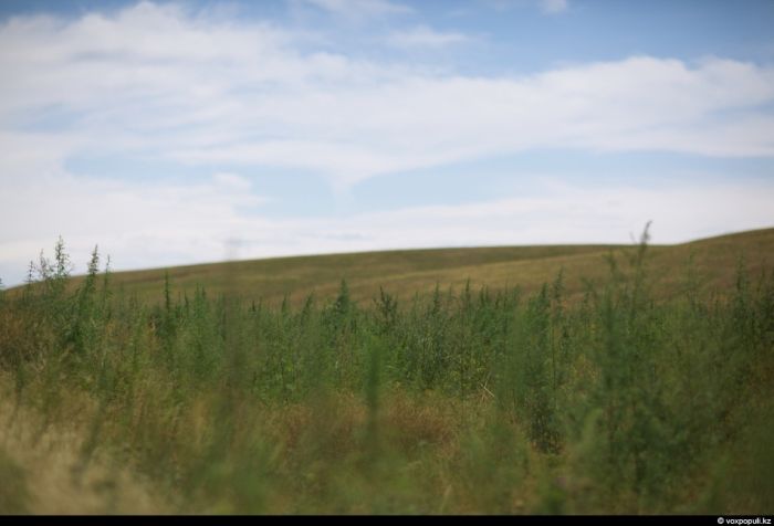 Чуйская равнина и ее зеленоватое проклятие (59 фото)