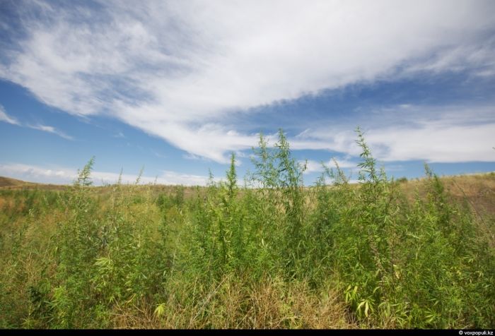Чуйская равнина и ее зеленоватое проклятие (59 фото)