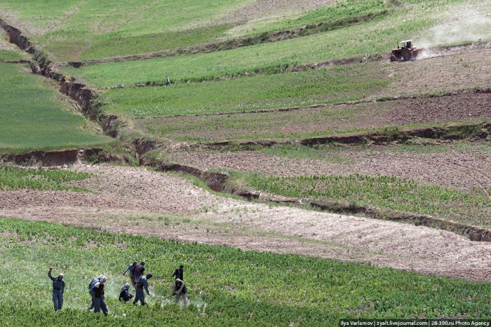 Уничтожение маковых полей в Афганистане (45 фото)
