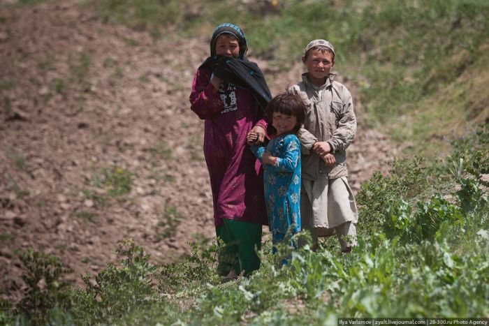 Уничтожение маковых полей в Афганистане (45 фото)