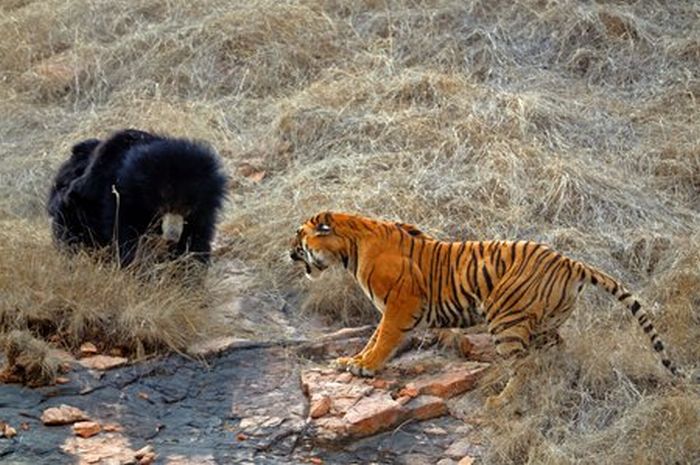 Медведица против тигра (12 фото)