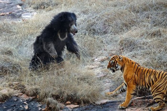 Медведица против тигра (12 фото)