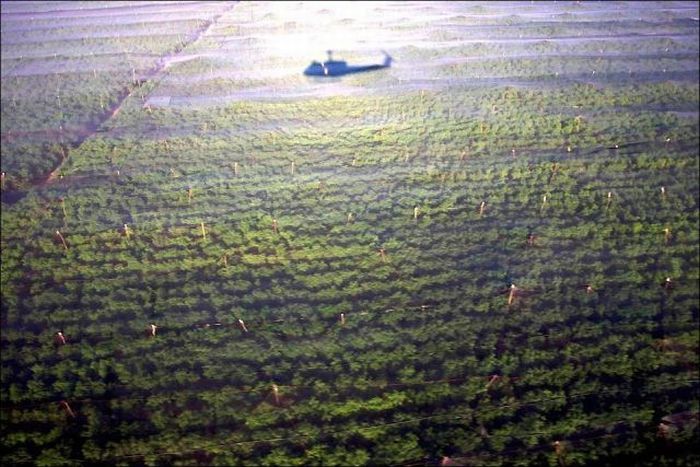 Огромная плантация конопли в Мексике (7 фото)