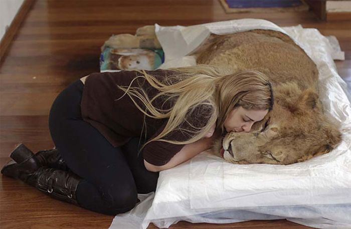 Женщины пытаются спасти льва (8 фото)