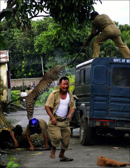 Взбесившийся леопард (7 фото)