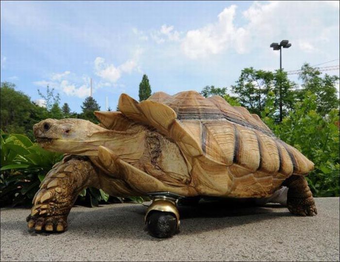 Протез для черепахи (5 фото + видео)