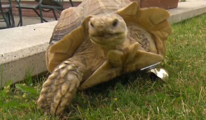 Протез для черепахи (5 фото + видео)