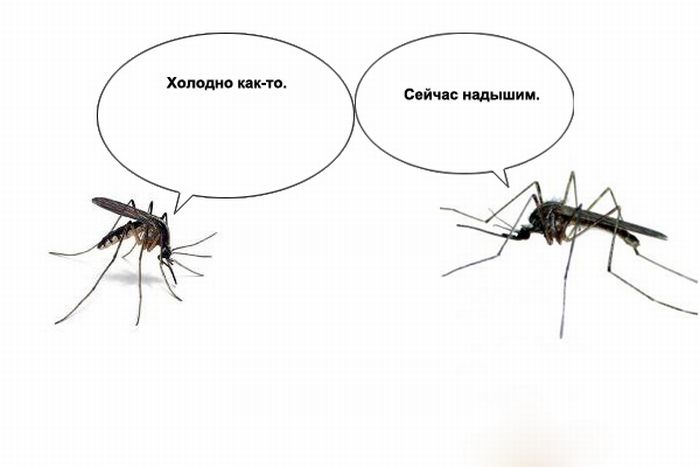 О чем говорят комары (10 картинок)
