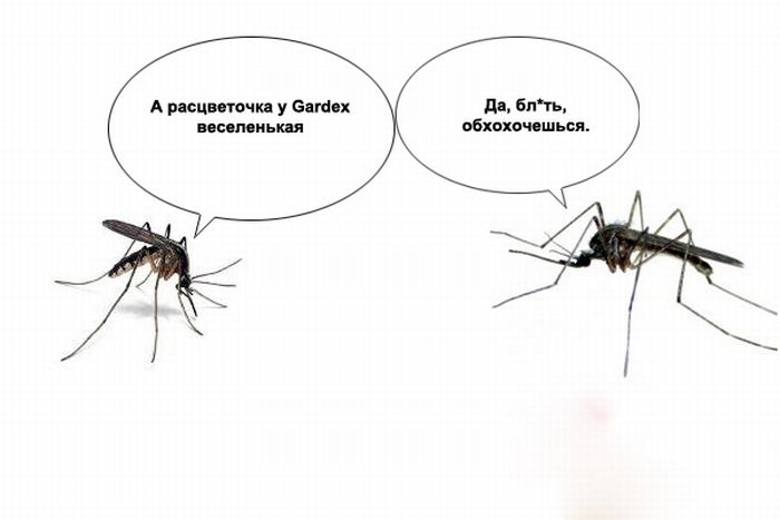О чем говорят комары (10 картинок)