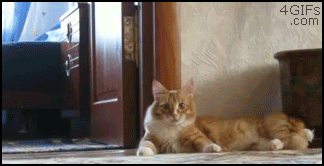 Человек-невидимка утащил кота (видео + гифка)