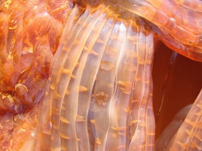 Огромная медуза (13 фото)