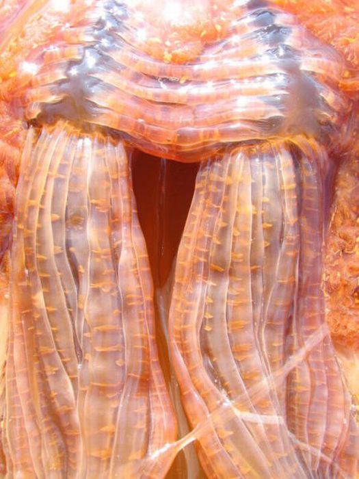 Огромная медуза (13 фото)
