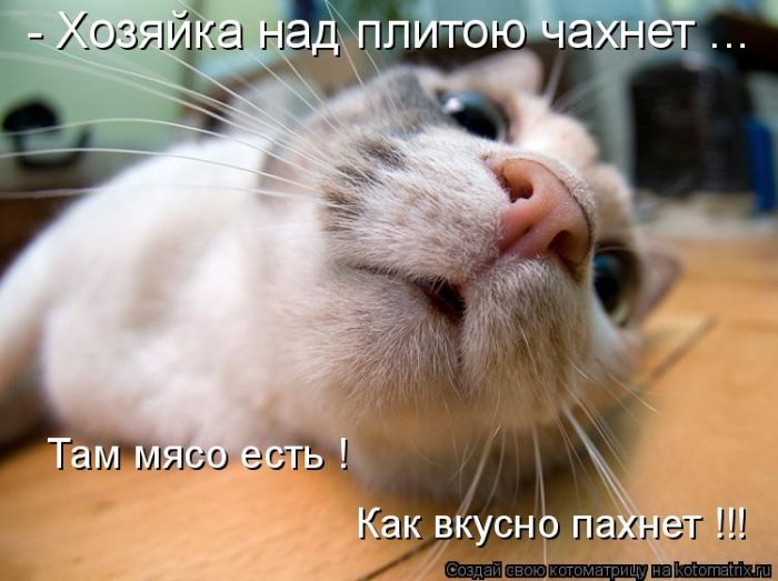 Лучшие котоматрицы недели (50 фото)