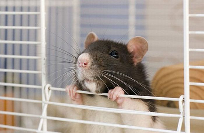 Славные крысы (32 фото)