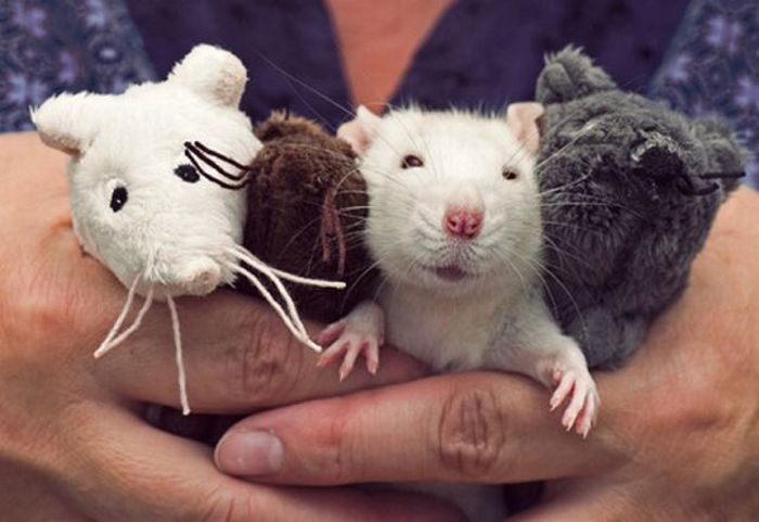 Славные крысы (32 фото)