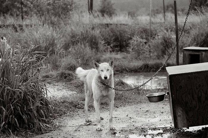 Старые собаки (32 фото)