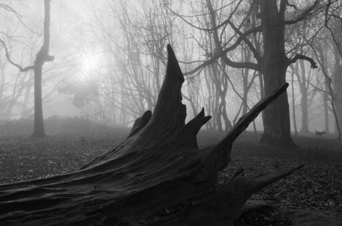 Туман в лесу (32 фото)