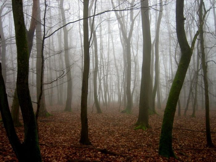 Туман в лесу (32 фото)