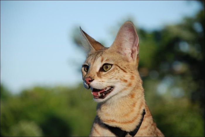 Большая кошка-саванна (11 фото)
