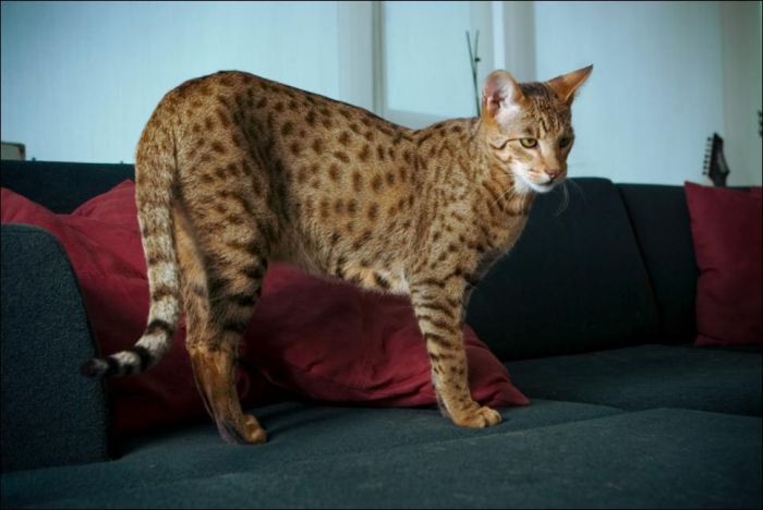 Большая кошка-саванна (11 фото)