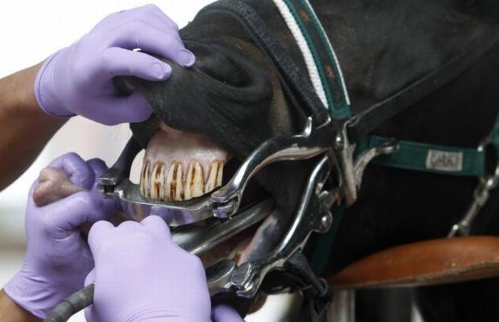 Лошадиный стоматолог (11 фото)