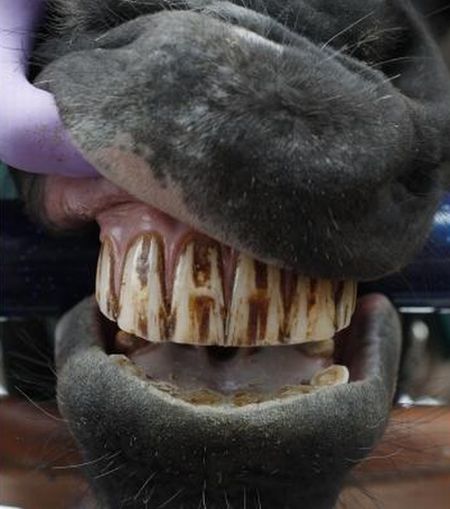 Лошадиный стоматолог (11 фото)