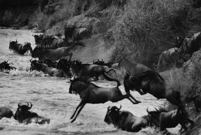 Миграция антилоп гну (12 фото)