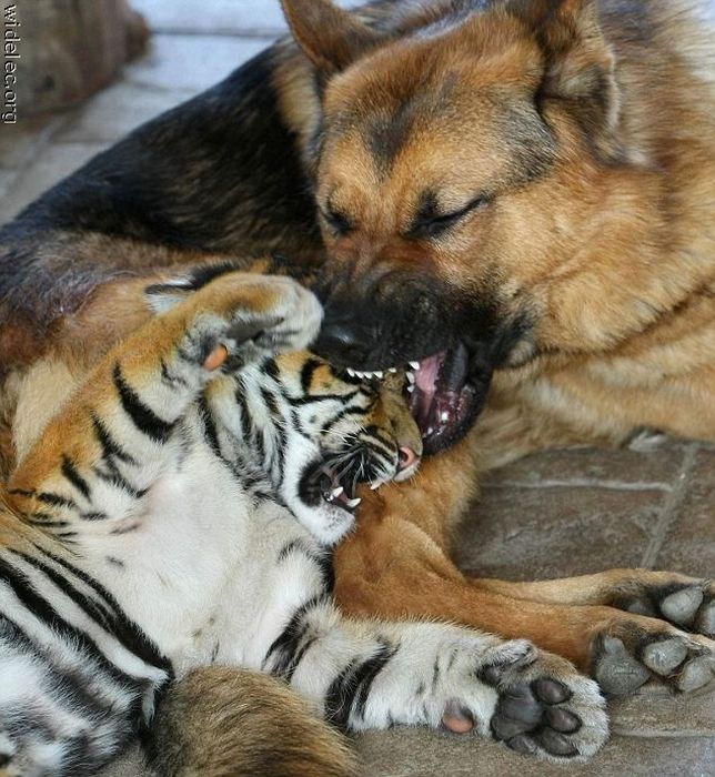 Милая дружба животных (110 фото)