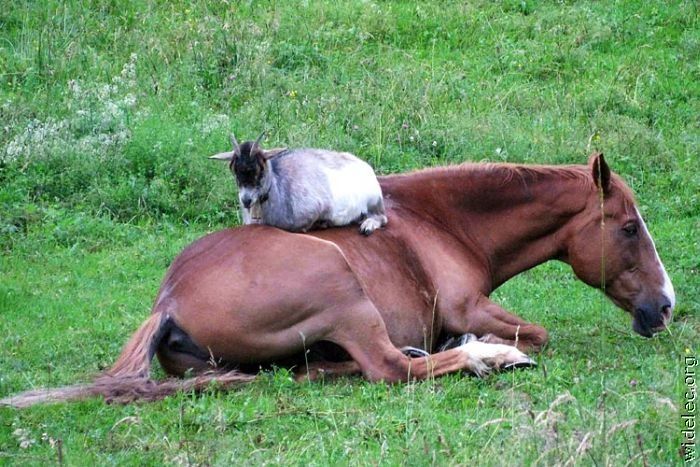Милая дружба животных (110 фото)